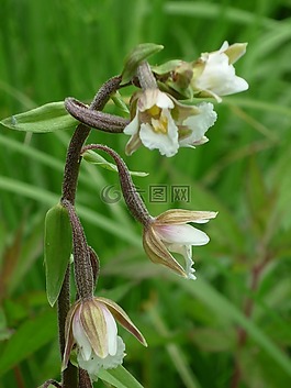 沼泽helleborine,德国兰花,来源-沼地