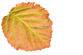 叶子,彩叶,秋季