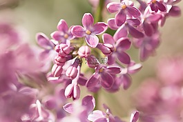 淡紫色的花,丁香 umbels,丁香