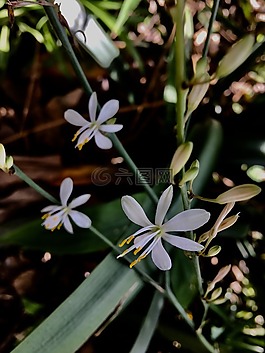 野生,小花,鲜花