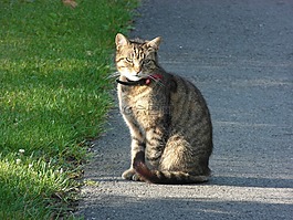 动物,猫,伴侣