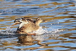 鸭,waterlanding,水
