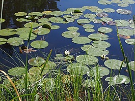 莲花,自然,湖泊