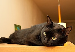猫,黑,它位于