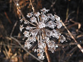 冰花,花,冰