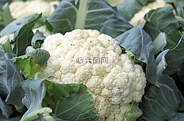 菜花,蔬菜,食品