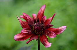 花,植物,自然