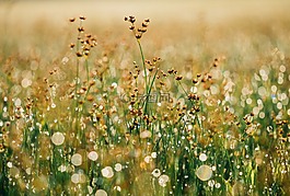 花的,背景,花