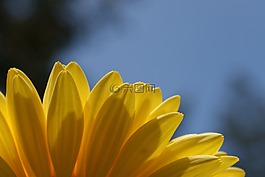 雏菊,非洲菊,花