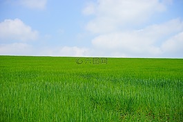 麦田,小麦,小麦的穗