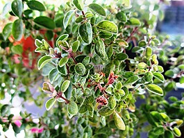 茉,厨房草本,草本植物