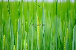小麦,种子,播