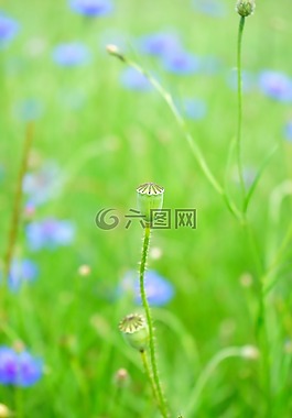 罂粟胶囊,水果,罂粟