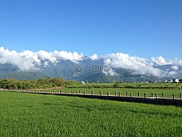 台灣,池上,稻田