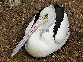 鹈,conspicillatus,禽