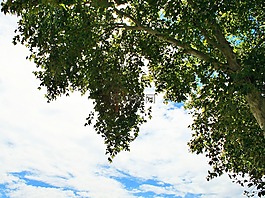 平面树,树,飞机