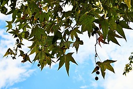 平面树,树,飞机