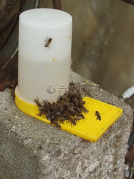 糖浆,蜜蜂,糖水
