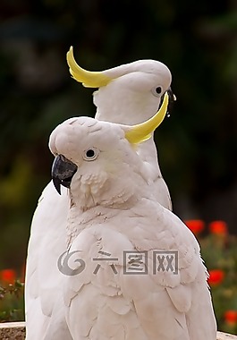 葵花凤头鹦鹉图片 葵花凤头鹦鹉素材 葵花凤头鹦鹉模板免费下载 六图网