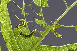 sawflies幼虫,追踪,叶损伤