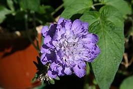 枕形花,蓝色花,开花