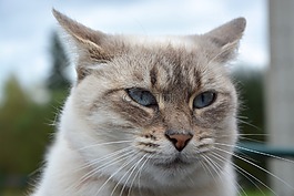 猫,头猫,猫的眼睛