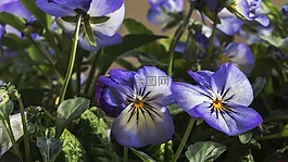 400 500,鲜花,性质