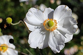 花花园,秋季,开花