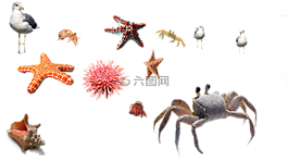 海胆,蟹,海星