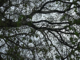 巴黎,凡尔赛宫,公园