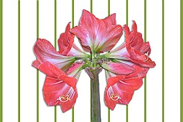 阿马丽利斯,鲜花,阿马丽利斯厂