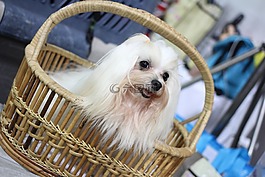 精明的犬展,狗展,狗