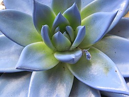 echeveria,蓝色花,开花