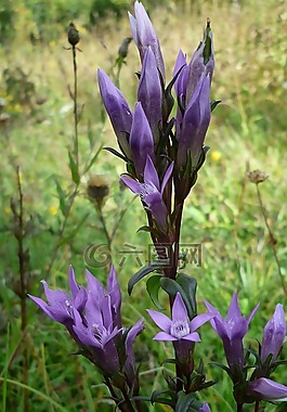 乳草龙胆,花,野生植物