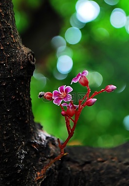 送花给期限,小花,可爱