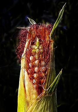 玉米,玉米棒,农业