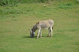 驴,动物,草原