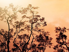 救,野火烧不尽,太阳