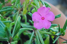 凤仙,紫色,花
