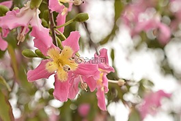 弗洛尔,绿树,paineira
