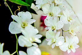 弗洛尔,绿树,paineira