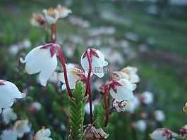 白,花,洁白的花朵