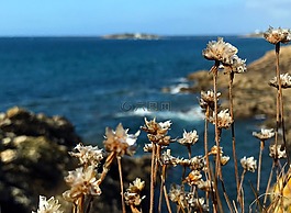 海,花,野生