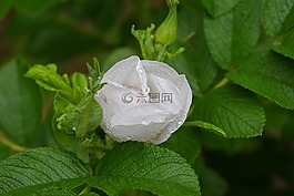 玫瑰在雨,玫瑰,雨