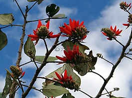 刺桐籼,花,猩红