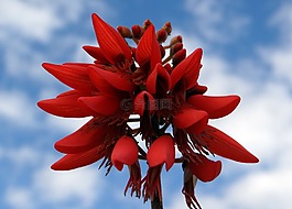 刺桐籼,猩红,花