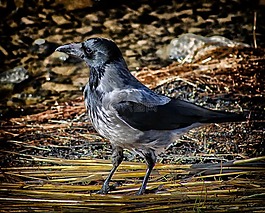 白頭的烏鴉,特寫,鳥