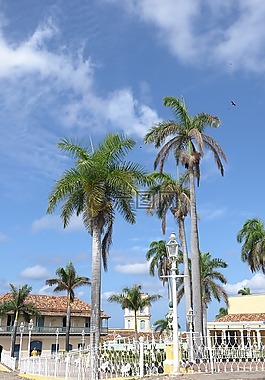 古巴,特立尼达,棕榈树