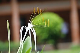 自然,植物区系,户外
