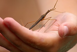 类,水粘虫,类linearis